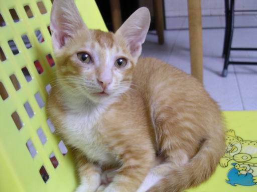 猫咪救婴儿 20070807_0ebfbf0561342ee3463ctfcf0oHnaWc2.jpg