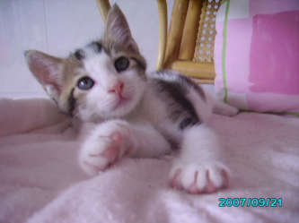20071004_d360c0ad844424bcc5feyOorqGW1U5Ow.jpg