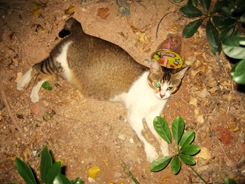 20080922_55705e611b5b677e4d1aLwu0LvhWIuae.jpg