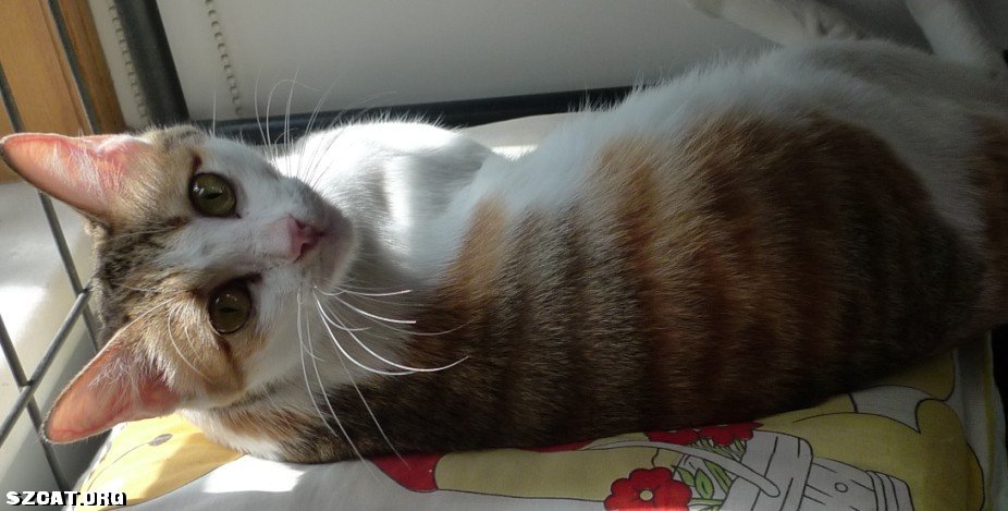 猫丢了 <em>555 妹</em>妹你在哪儿啊 (一楼新加妹妹全身