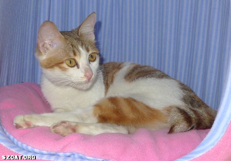 猫丢了 <em>555</em> 妹妹你在哪儿啊 (一楼新加妹妹全身