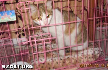 猫丢了 <em>555 妹</em>妹你在哪儿啊 (一楼新加妹妹全身