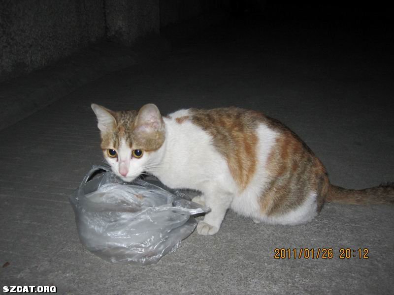 猫丢了 <em>555 妹</em>妹你在哪儿啊 (一楼新加妹妹全身