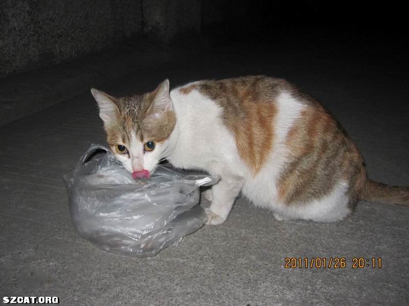 猫丢了 <em>555 妹</em>妹你在哪儿啊 (一楼新加妹妹全身