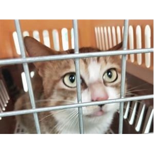 猫咪