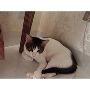 毛毛