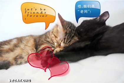 张小黛和吴花娇的故事(爆多萌图)