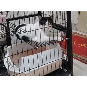 泥泥