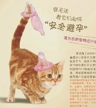 猫狗绝育优惠券大全（重要！申请优惠券之前请进）