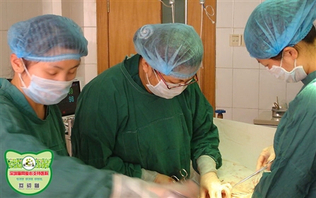 深圳猫网绝育优惠券回访公示（1月28日更新2022年年度总结）