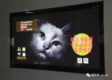 深圳猫网2017.10免费流浪猫狗绝育公示