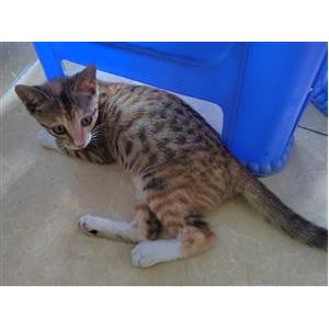 灰色猫可可,花色猫乐乐