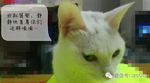 猫中表情帝