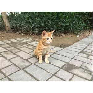 小桔子