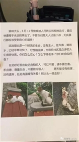 呼吁：善待动物，从小做起——龙华小学生虐杀猫咪事件