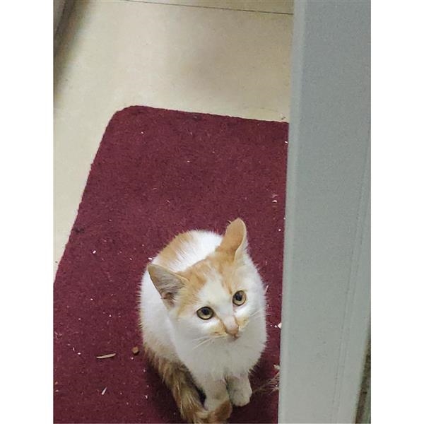 白腹橘猫