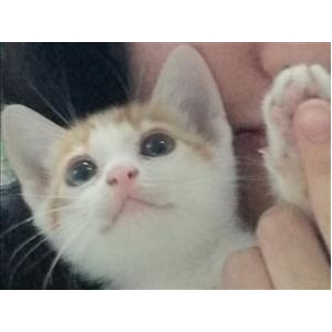 两只小橘妹妹