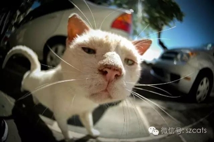 如何选择猫干粮？给你从零起步的科普