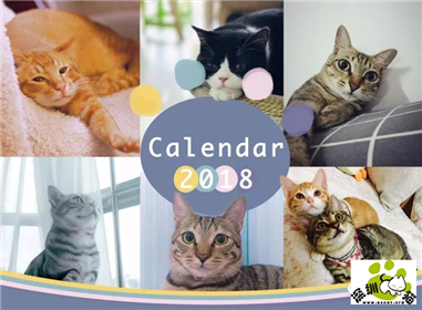 有19只小猫咪请求登上你的桌面