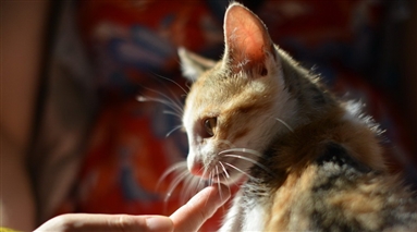 第41届【人猫面对面】领养日将于4月24日在来福康宠物医院举行