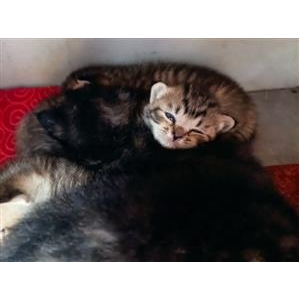 7只小猫