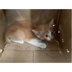 中华田园猫橘猫
