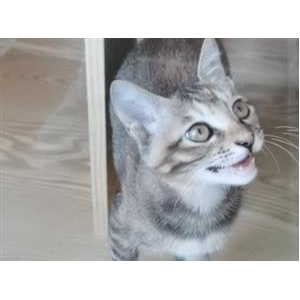 咪咪