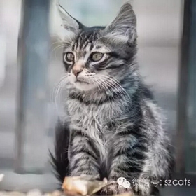 7月26日第34届【人猫面对面】领养日--欢迎猫咪和志愿者报名