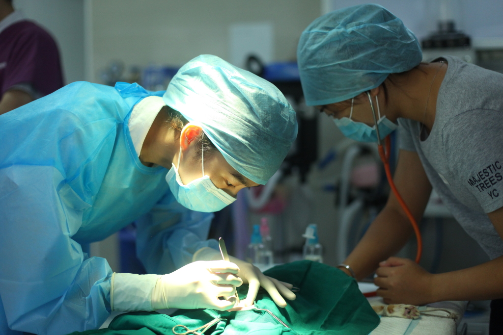 深圳猫网第一届母猫侧切绝育手术技术交流会后
