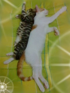 为了熊<em>妹妹</em>+<em>睡觉</em>背靠背