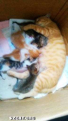 照片)亲眼见证小区流浪喵从怀孕到5只小喵喵满