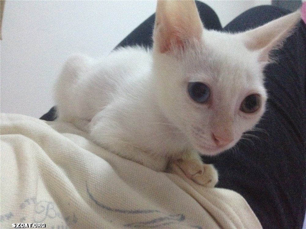 鸳鸯眼猫有什么不好吗-鸳鸯眼的猫 民间说法\/鸳