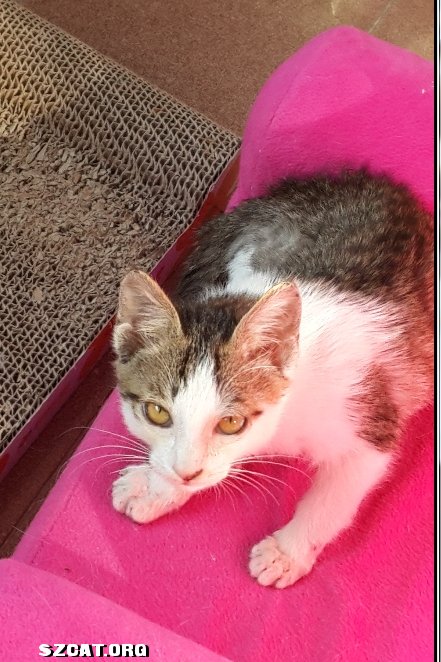 壁纸 动物 猫 猫咪 小猫 桌面 441_662 竖版 竖屏 手机_皮皮网 壁纸 动物 猫 猫咪 小猫 桌面 441_662 竖版 竖屏 手机