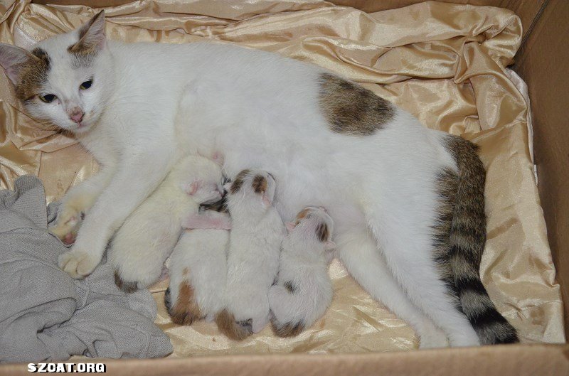 猫猫们求领养-流浪猫领养中心-深圳猫(SZCAT