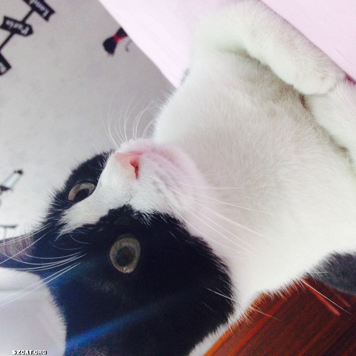 我家傻猫快要一周岁生日了~如果我要去订蛋糕