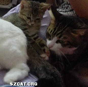 115421nd0x050c3stik6kk.jpg