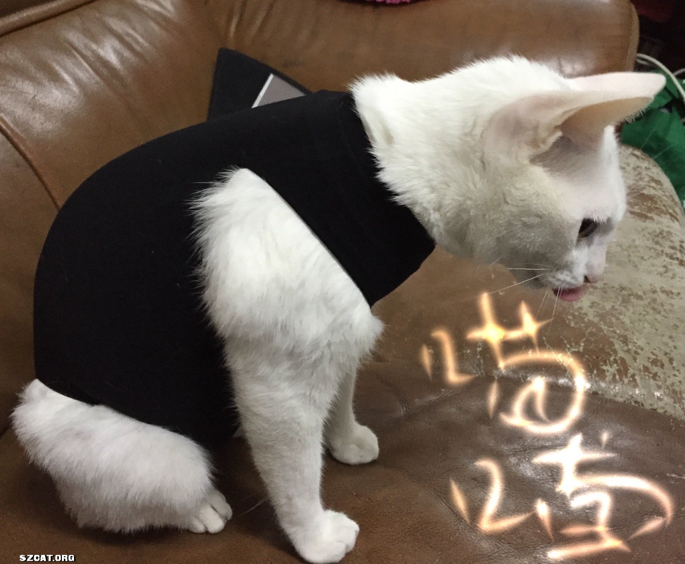 喵喵是楼下流浪猫。 纯白色的毛,脑门上有一撮灰色的毛,尾巴尖应该是受过伤,呈现一个7字(又有朋友说是麒麟尾,有福气的猫),目前已经绝育。不过这些都不影响她的美貌。遇见的时候是个大肚子喵,现在已经生产完,小猫也已经送养了。 她眼睛很大,而且很圆。很热情好客,家里来了客人朋友她都要出来招呼下。由于我家已经有原住民2只,没法再养喵喵,只能希望通过猫网这个平台给她找个合适的领养人。 领养要求:封窗封阳台,适龄绝育,接受回访,吃健康粮,尽心陪伴,不离不弃。有意向的可以直接QQ我,270891946,敲门砖领养喵喵。