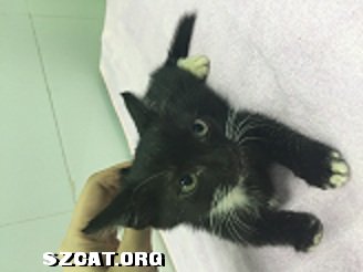 黑猫警长第三季 113930e555p91q43e4b9q9.jpg