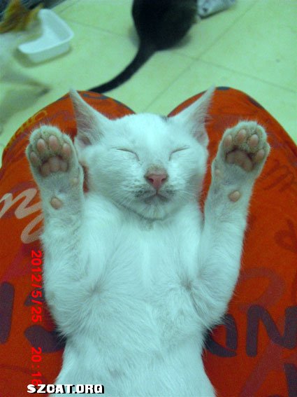 黑猫加白猫好吗 23024808locmci66k0l63p.jpg