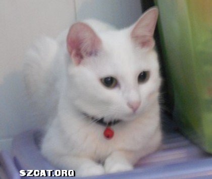 好可怜哦被退猫,无敌小伪娘又来了!(已经送出)