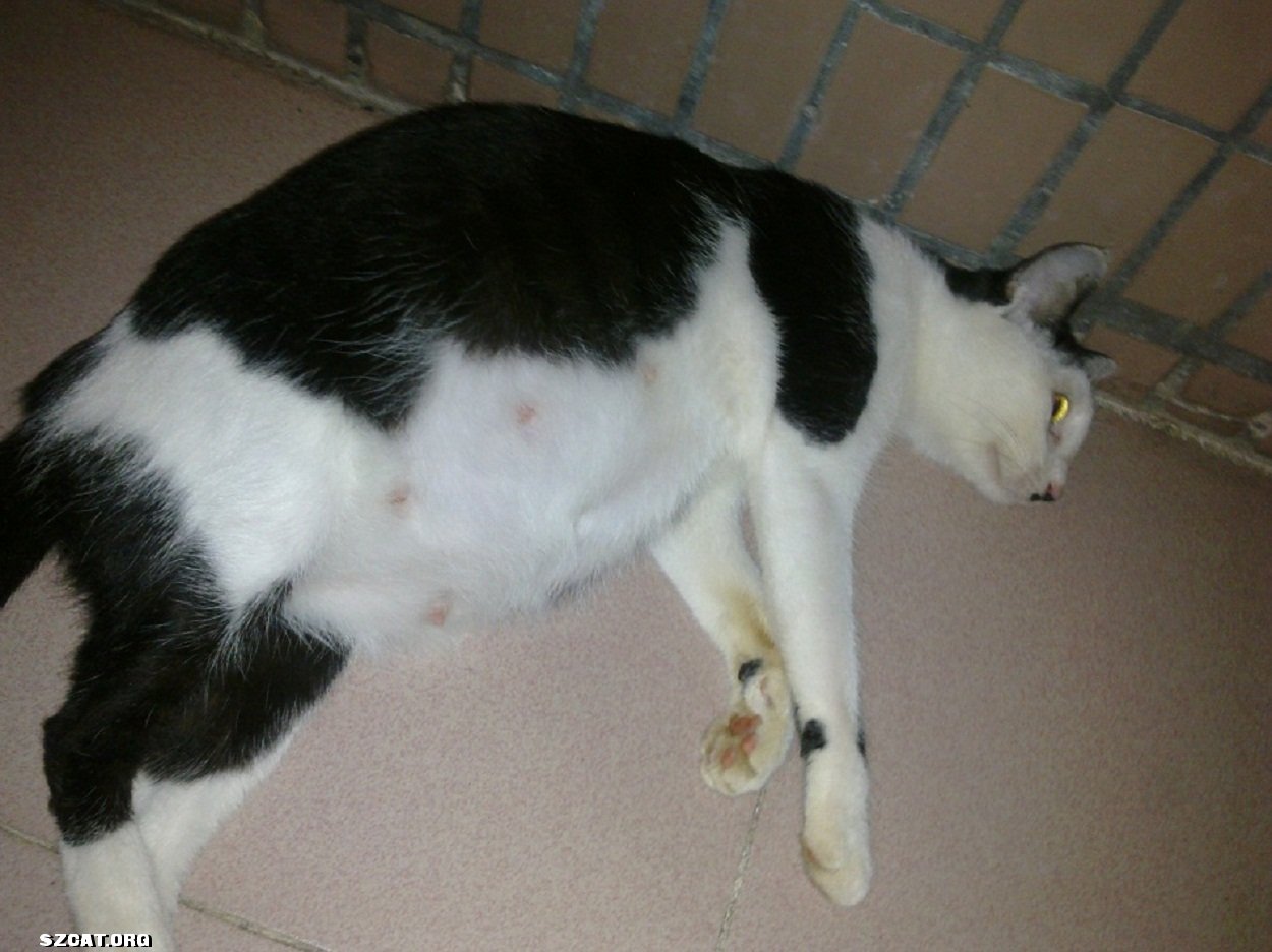 怀孕的流浪猫猫 更新---新鲜的小猫要出炉了