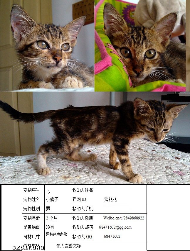 怎么养小猫才会活 1104051f0u05pjophlln0u.jpg
