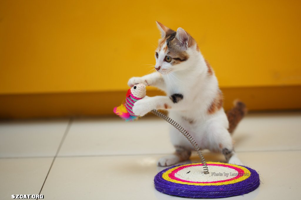 第二批摄影作业汇报--三花和小白-一地口水-中