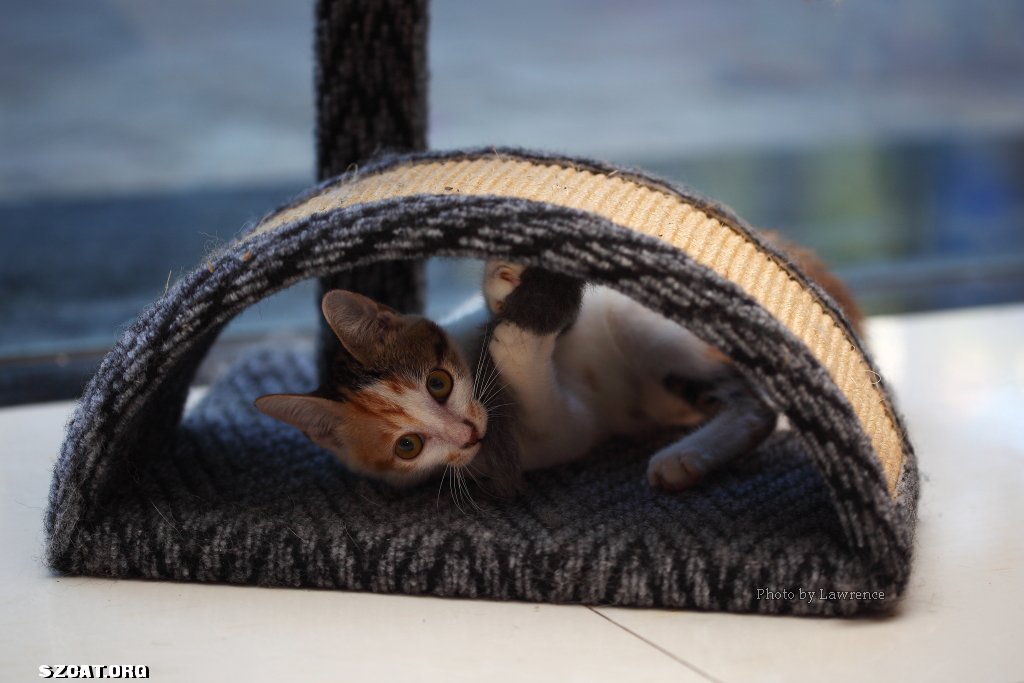 第二批摄影作业汇报--三花和小白-一地口水-中