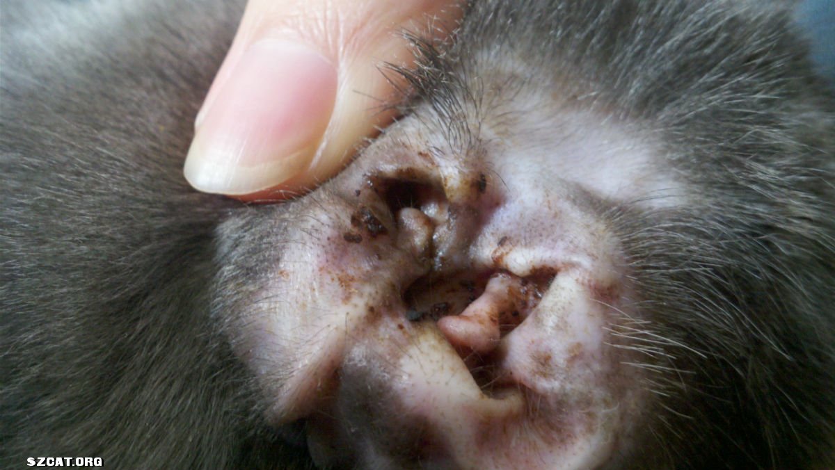 介绍一个好用又便宜的猫狗耳螨药(硼酸冰片滴耳剂)2元\/只 细菌真菌感染耳内流黄水-东门老街-深圳猫(SZCAT)