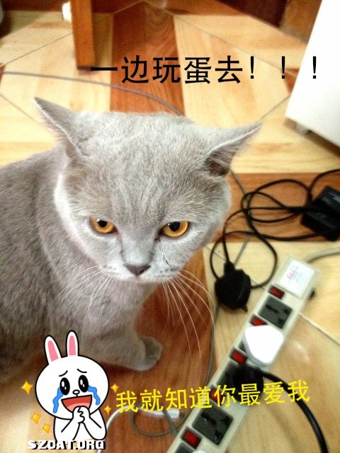 猫咪叫声吸引猫咪的科学养宠攻略 234849vp3voeefviwey7em.jpg