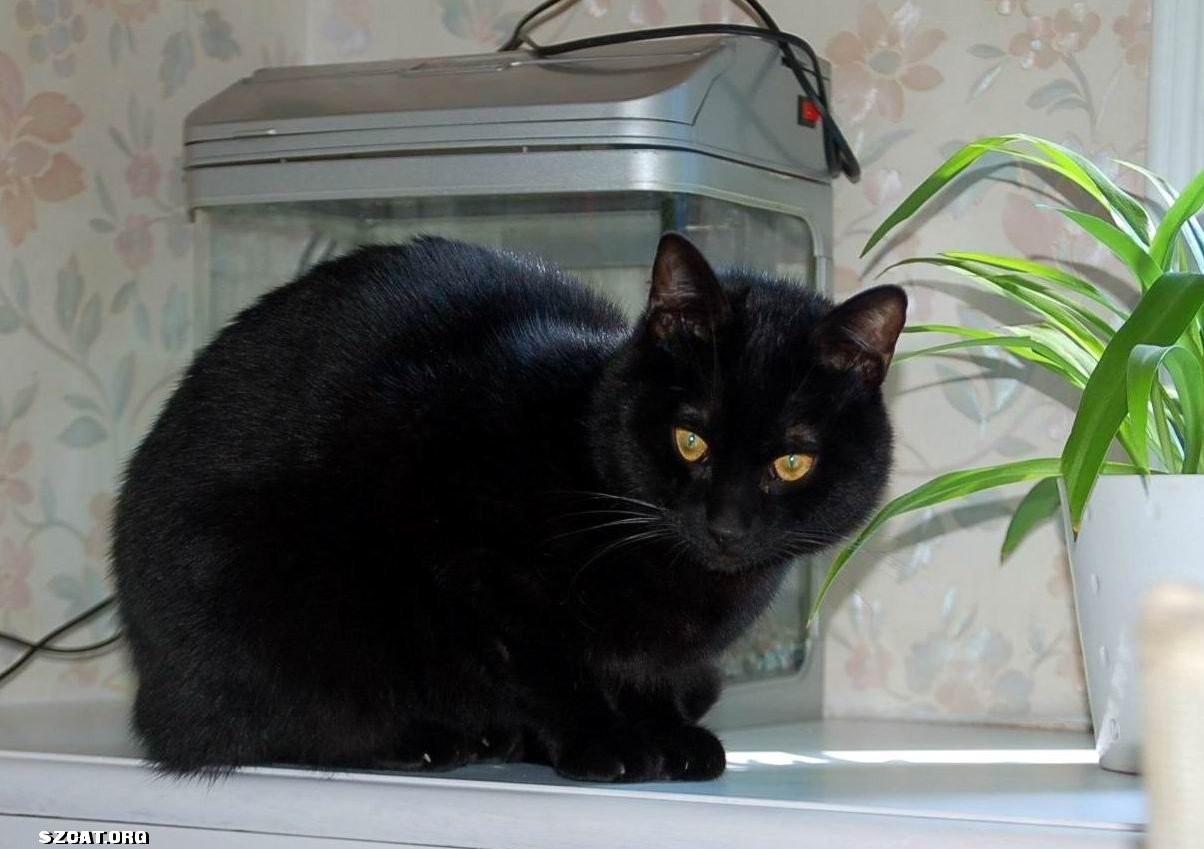 全黑4个月黑猫有人要吗?-流浪猫领养中心-深圳