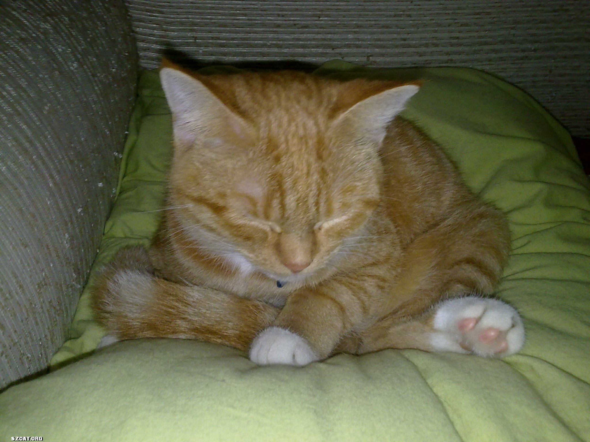 猫睡觉打呼噜搞笑 2011562omjb2t2mmbbmmzj.jpg