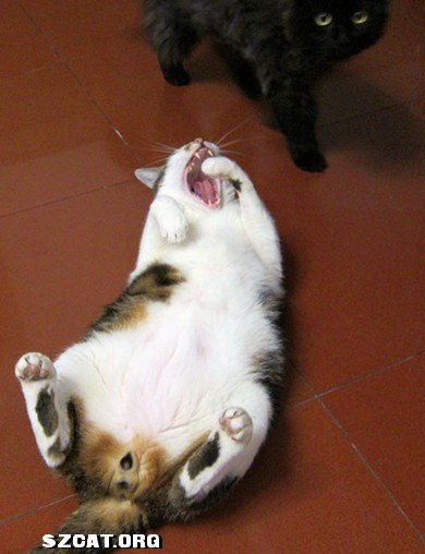 猫睡觉打呼噜搞笑 200005lv0cuz5u5f0vfluy.jpg