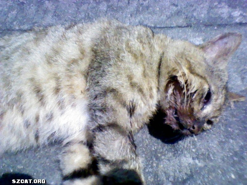 以下是求助人的原话:    上次打死猫在5月初,原因是银谷别墅管理处说
